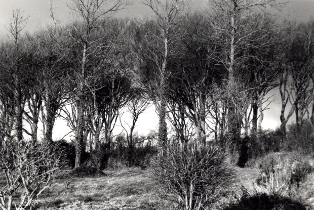 survivor 5Trees in Field