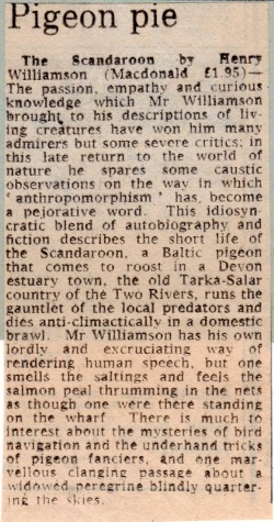 scandoon 48 Observer